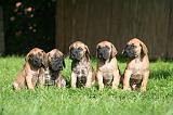 DOGUE ALLEMAND 796